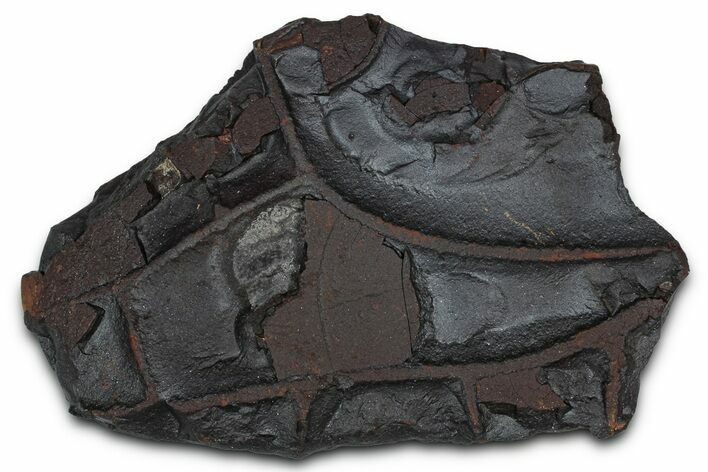 Dragon Scale Stone (Iron, Manganese, Siderite Nodule) #350218